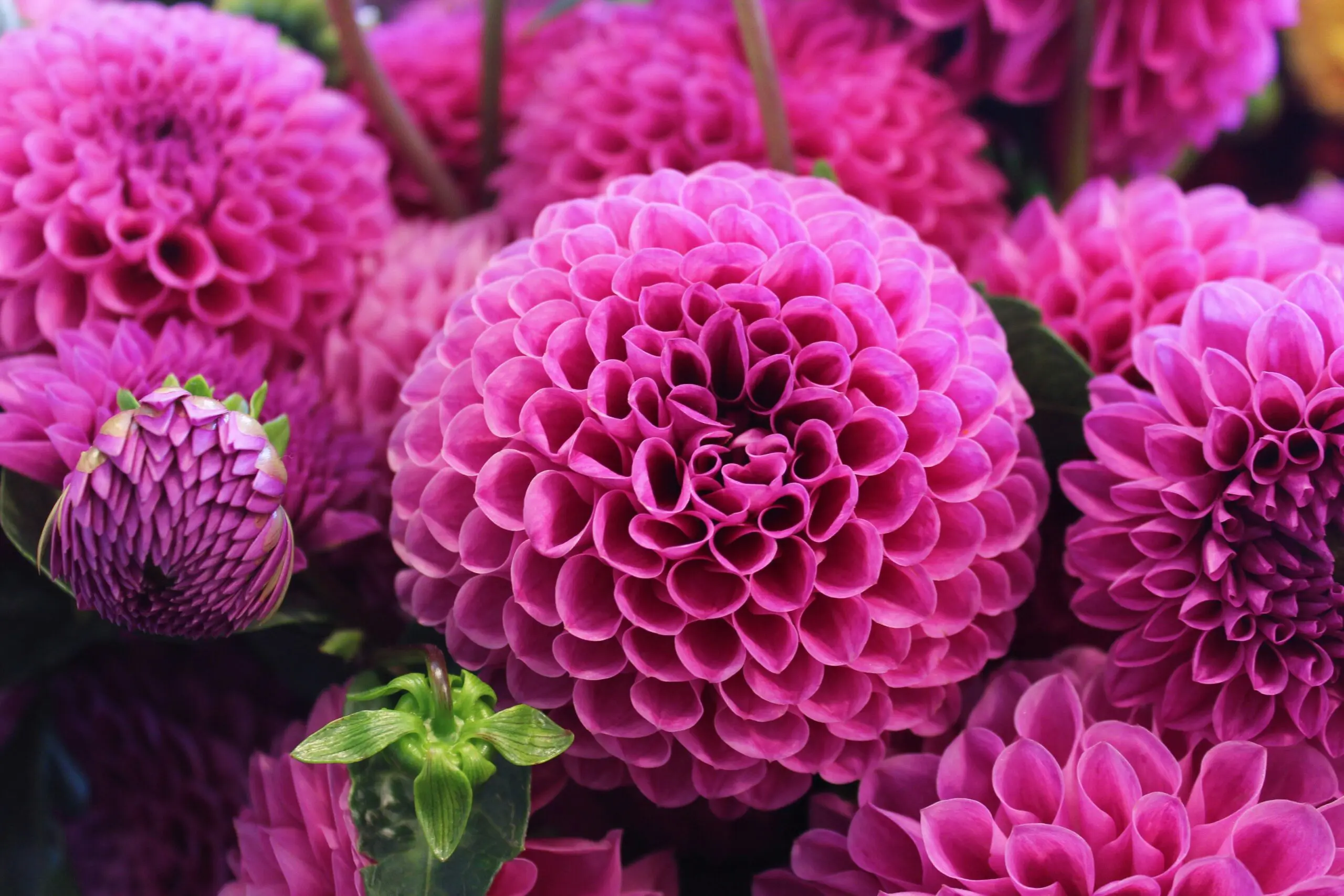 Blüten Magenta