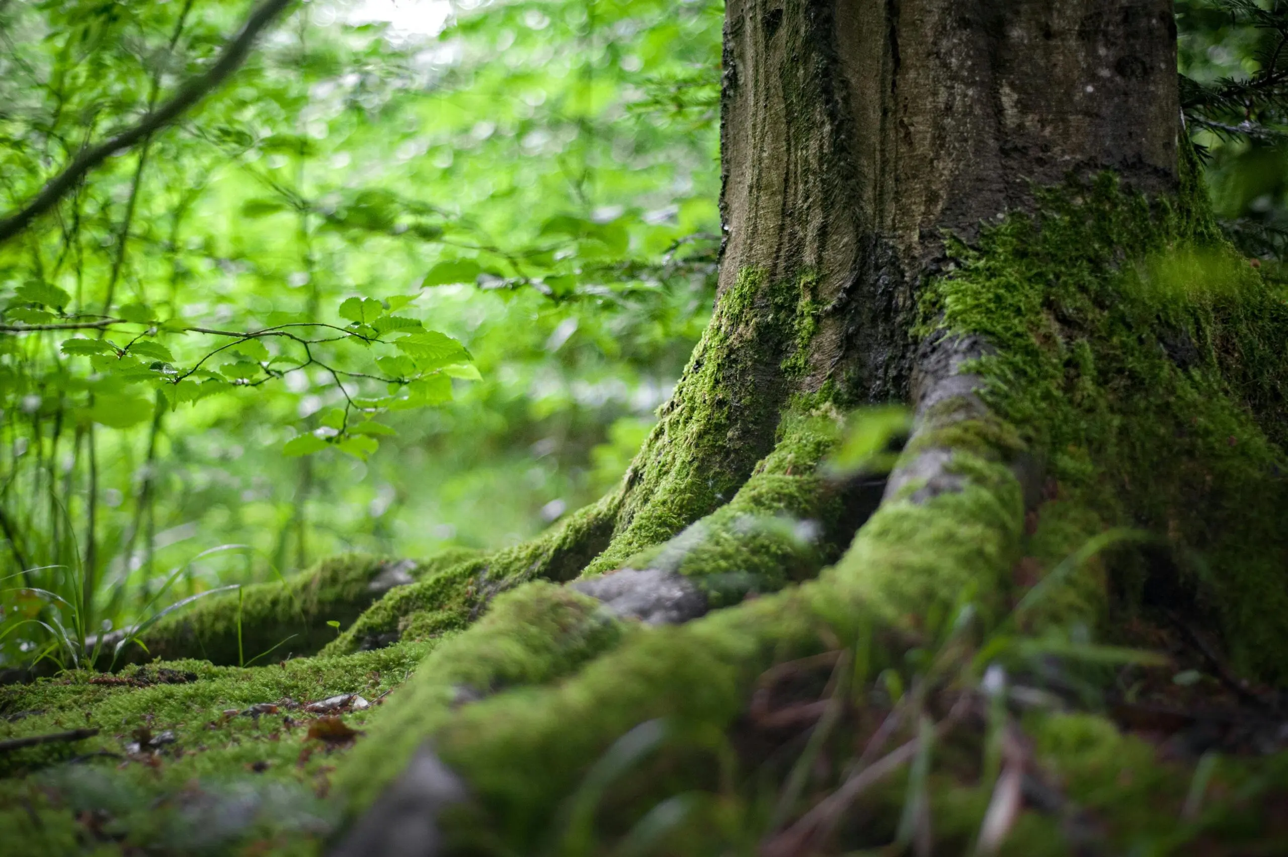 Waldführung 19062026 C Pexels
