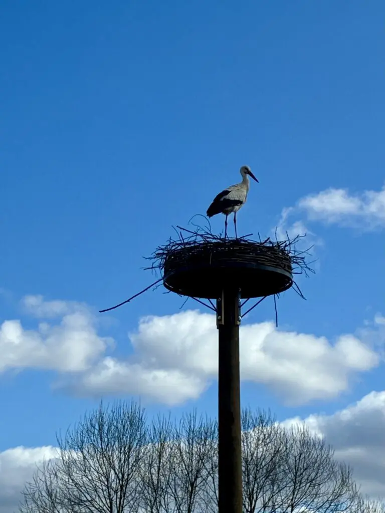 Der Storch ist in seinem neuen Nest angekommen!