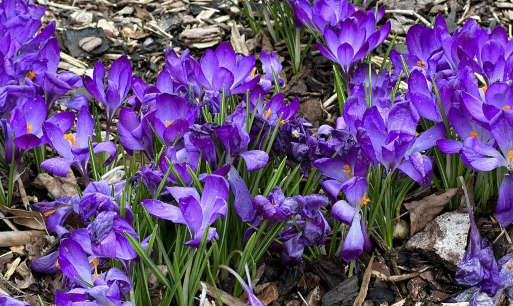 480414429_1052428253590207_3269924521353662406_n