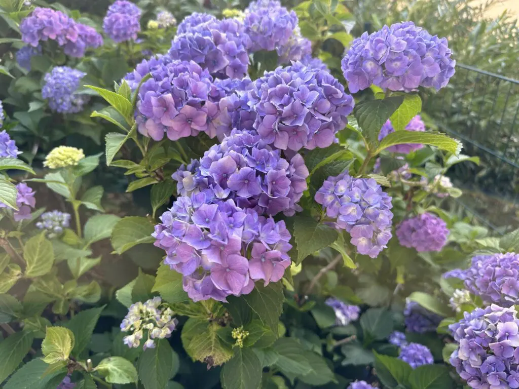 483745264_1071838728315826_4884219518033017997_n