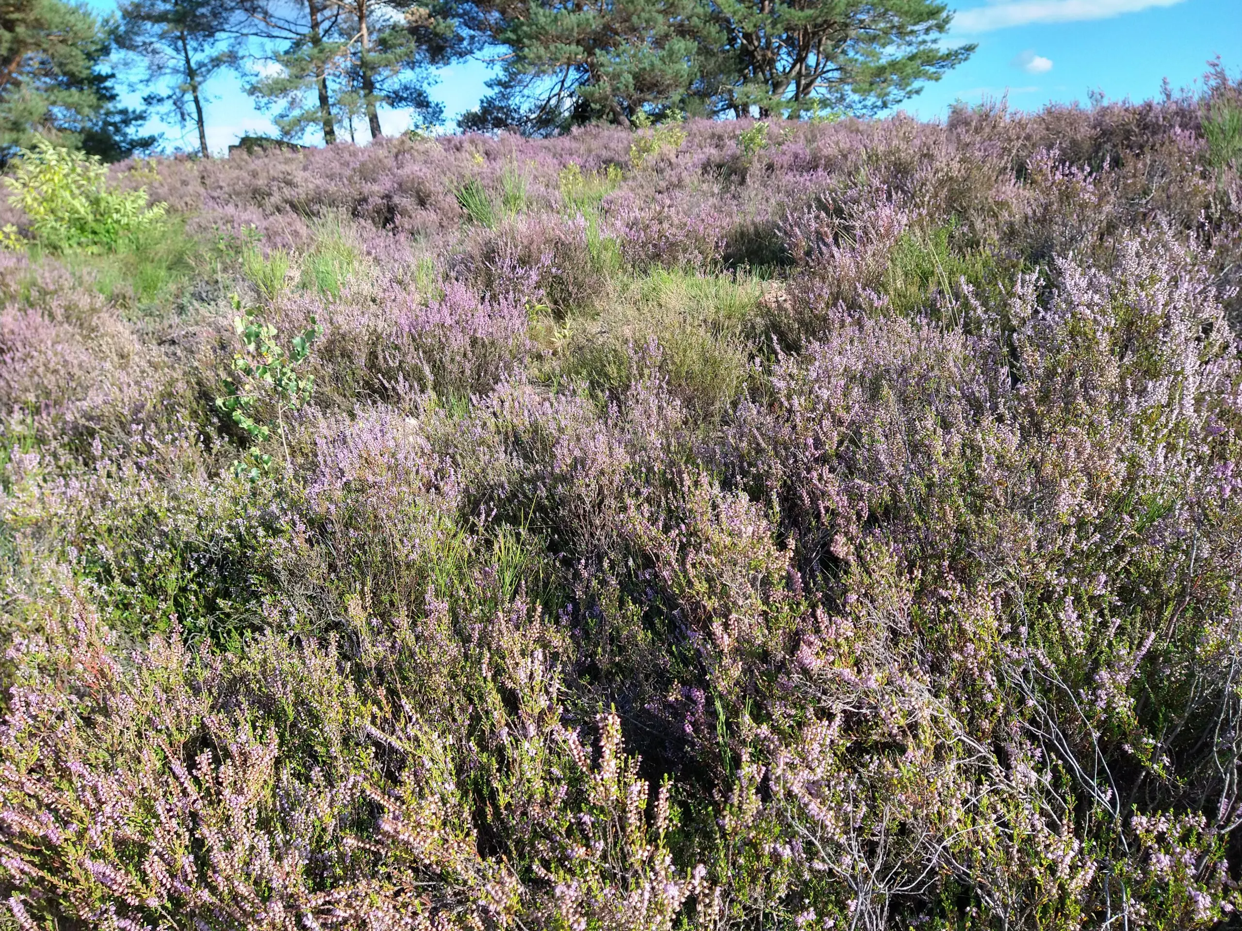 IMG_20200823_175403508_HDR