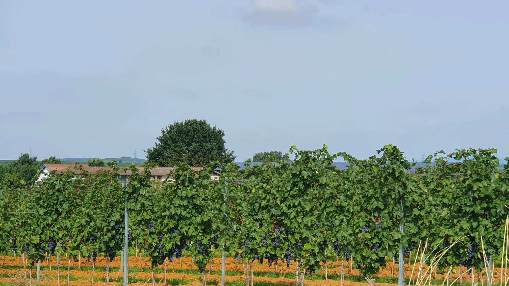 Weinstöcke Weisenheim am Sand