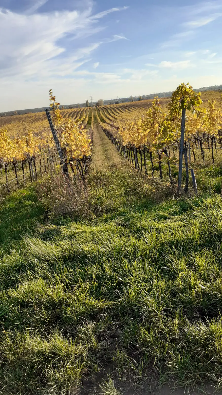 Weinberg in Weisenheim am Sand